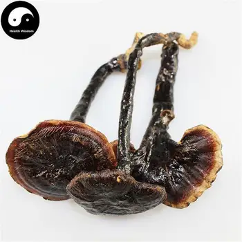 

Reishi Mushroom, Ganoderma Lucidum, Wild Lingzhi