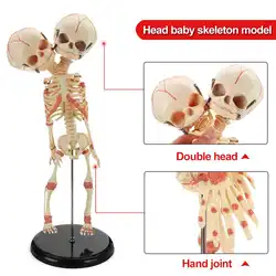 39 см двойной HeadBaby череп для изучения анатомии Скелет анатомический мозг скелет образца Хэллоуин Опора ужас модель для медицинских классов