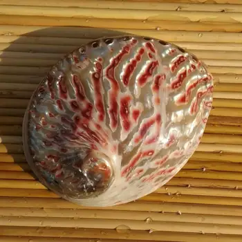 

12-13 cm polished natural conch shells large bright red abalone shell containing box home window decoration abalone material