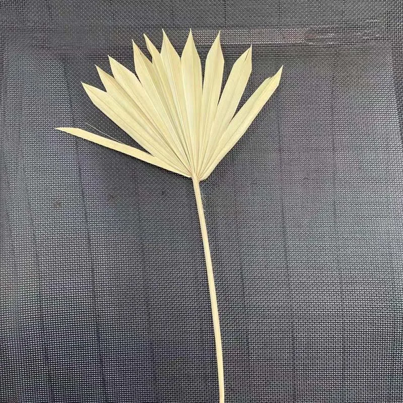 palmblad gedroog flores secas naturais folhas de ventilador de palma festa de casamento da arte da parede pendurado decoração arco