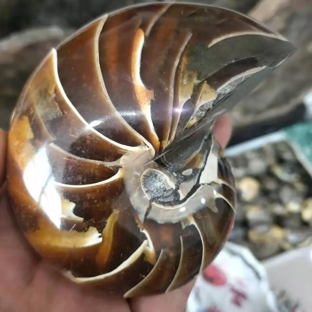 Натуральный Полированный nautilus Snail Fossil Conch аммонит окаменелость для украшения 300 г