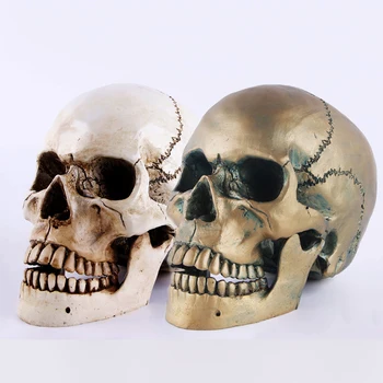 

Human Head 1:1 Adult Size Resin Skull Replica Medical Model Aquarium Ornament Waterscape Cave Halloween Home Decoration