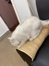 Rascador de Sisal para gatos, tablero rascador para uñas, rascador para gatos, árbol, juguetes para gatos, silla, mesa, sofá, alfombrillas, Protector de muebles