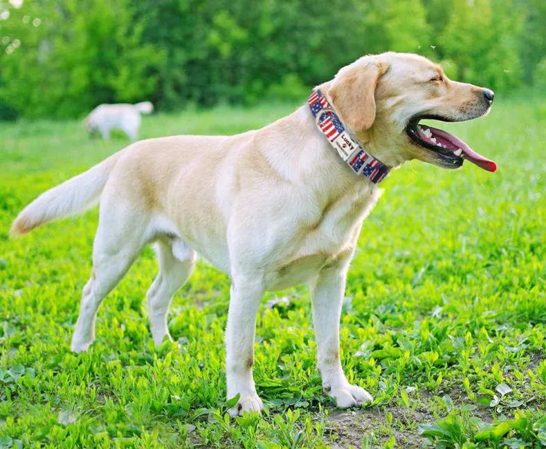 Personalized Colorful Print Dog Collars Nylon Cloth Pet Necktie Engraved Name ID Number Collars Adjustable For Medium Large Dog