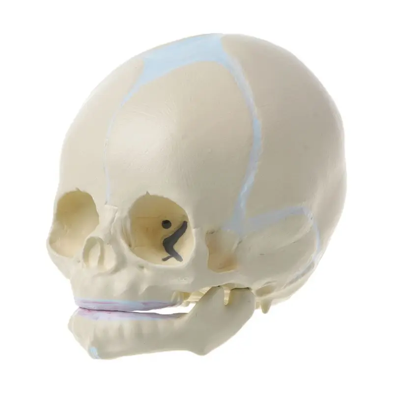 1: 1 человеческий плод младенец медицинский череп анатомический скелет модель Обучающие принадлежности для медицинских исследований