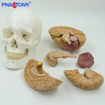 

Human- brain anatomical model 8 parts with life size adult numbered skull model medical teaching tool school and hospital used