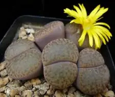 50 шт. свежие настоящие литопсы Aizoaceae псевдоtruncatella суккулент Semillas микс~ живые камни красочные лица sementes - Цвет: 2