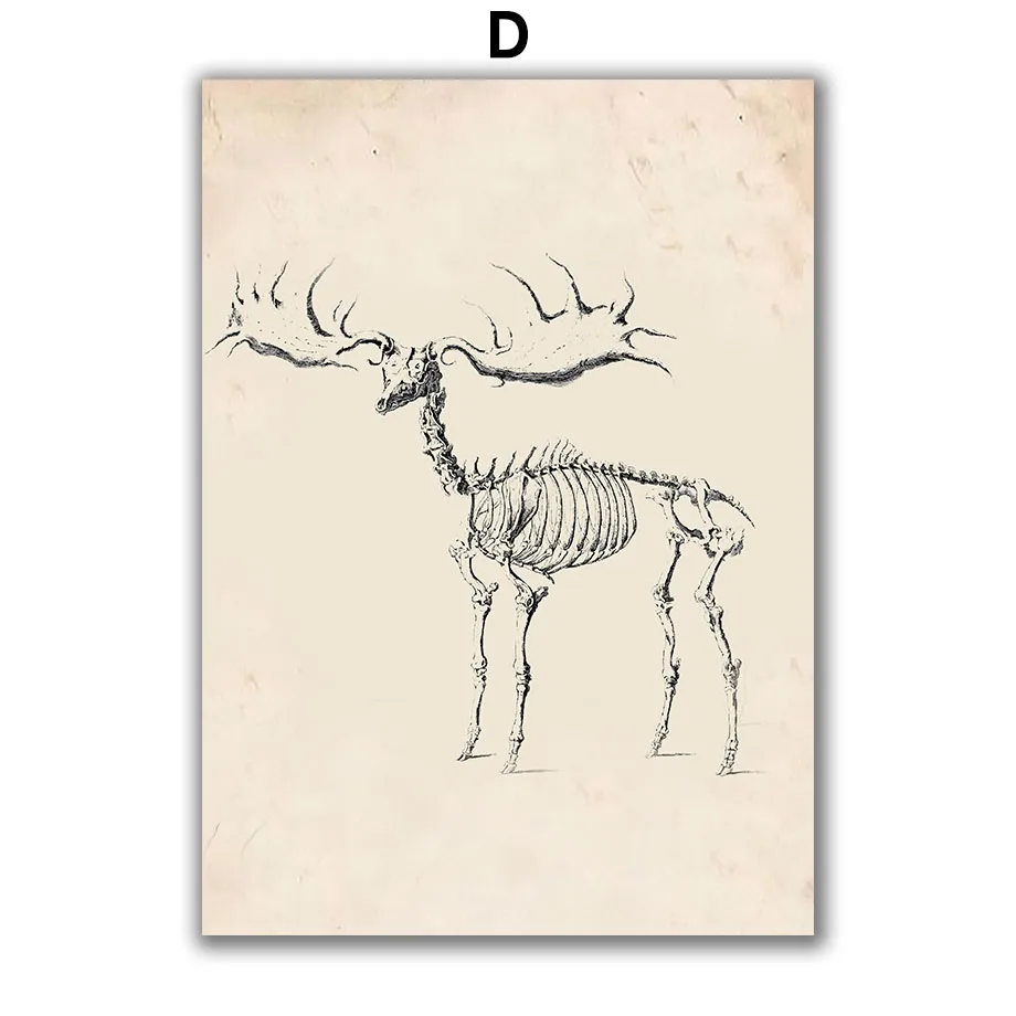 Vintage-Horse-Skeleton-Animal-Anatomy-Wall-Art-Canvas-Painting-Nordic-Posters-And-Prints-Wall-Pictures-For (6)