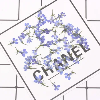 

Dry Flower Diy Manual Dripping Dry Flower Mobile Phone Shell Aromatherapy Candle Flower Decoration Home