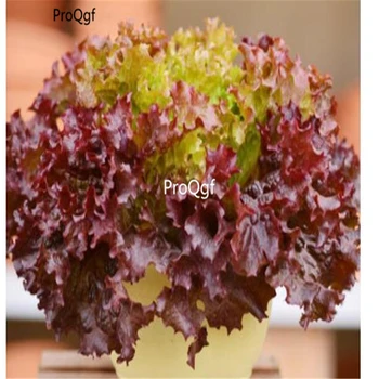 

Ngryise 5000Pcs A Set red lettuce