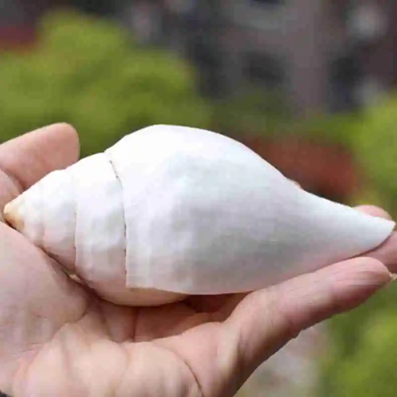 Conchas naturales de plomo de la India, caracol para diestros, suministro de Buda, conchas blancas, conchas que ensanchan los caracoles