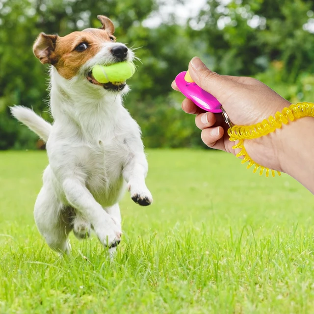 Pet Clicker Oval Portable Adjustable Wristband Sound Dog Training Clicker  Cat Dog Training Clicker Plastic Pet Supplier - AliExpress