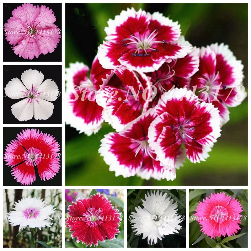 

100 pcs/ bag Exotic Dianthus Flower Plants Balcony Potted Garden Perennial Flowers Carnation Caryophyllus Planta Purify The Air