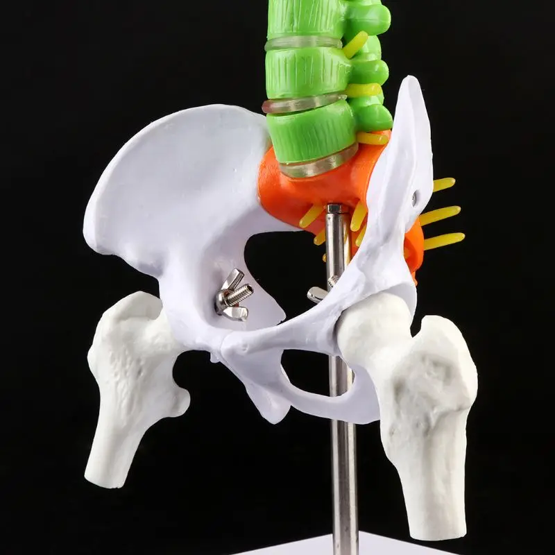

45cm Removable Human Spine Model Spinal Column Vertebral Lumbar Curve Anatomical Medical Teaching Tool R9UA