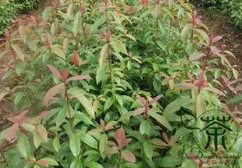 

Phoebe Zhennan Precious-Wood-Tree Jin Si Nan Mu