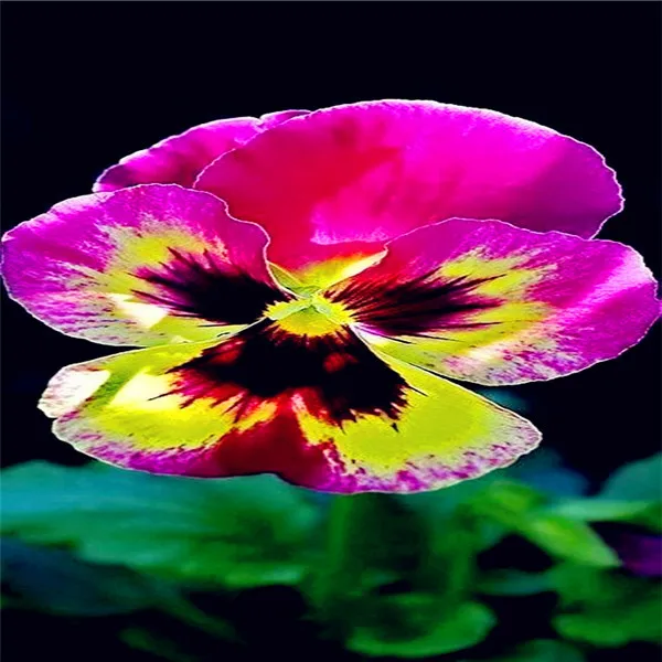 7fb50eeef515bed78ad29afadbbb87f60691d775305c1-4iy7JU_fw658