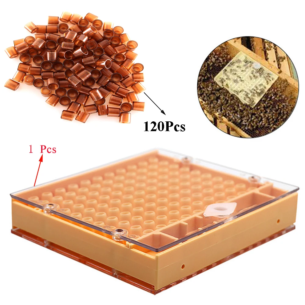 120 шт королевская королева клеточная чашка для пасеки для разведения пчелы база посуда отличная пчела пчелы инструменты коробка клетка пластик каштан