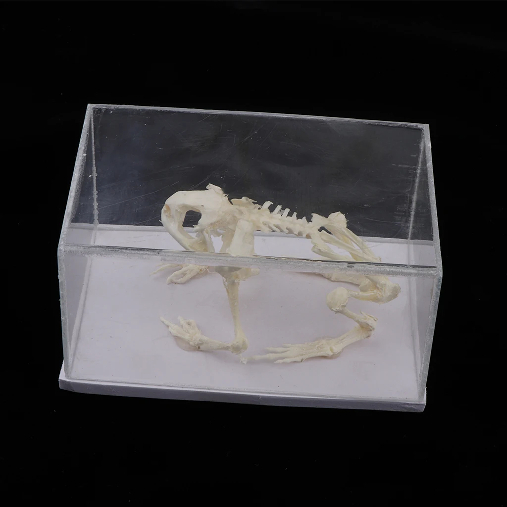 Animal Skeleton Model - Frog Bone Specimen Sculpture with Display Case, Student Biology Science Teaching Aids