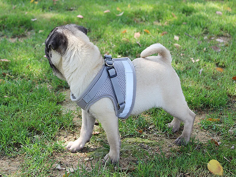 Reflective Safety Pet Dog Harness and Leash Set for Small Medium Dogs Cat Harnesses Vest Puppy Chest Strap Pet accessories