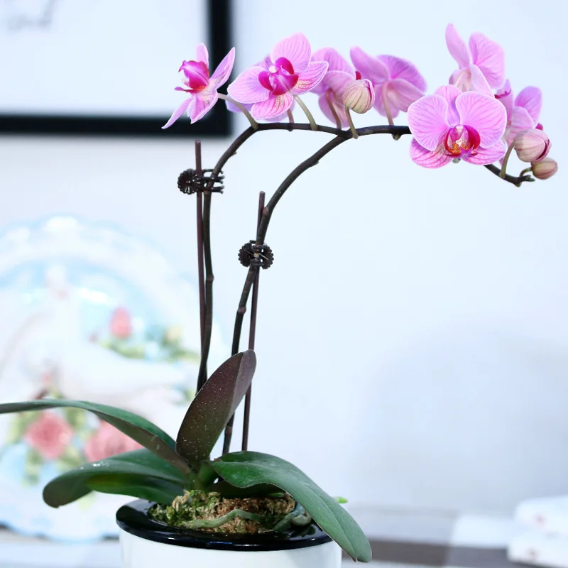10Pcs/Lot Plant Support Garden Flower Orchid Clips Vines Grow Upright Clip Set 