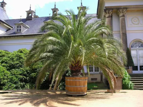 10 шт. Phoenix Canariensis HARDY Канарские острова Дата Пальма S