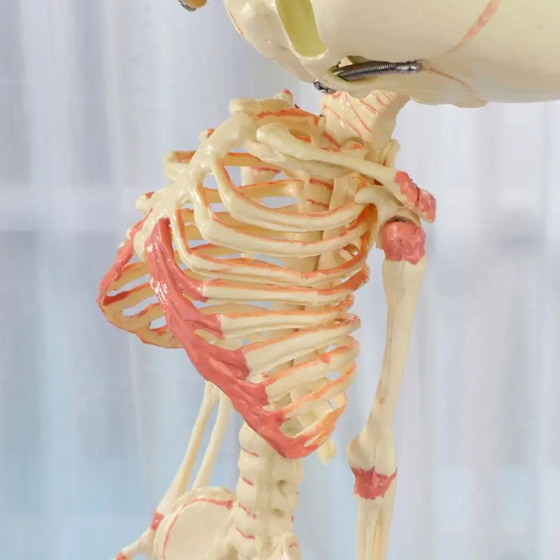 37cm Human Double Head Baby Skull Skeleton Anatomy Brain Display Study Teaching Anatomical Model