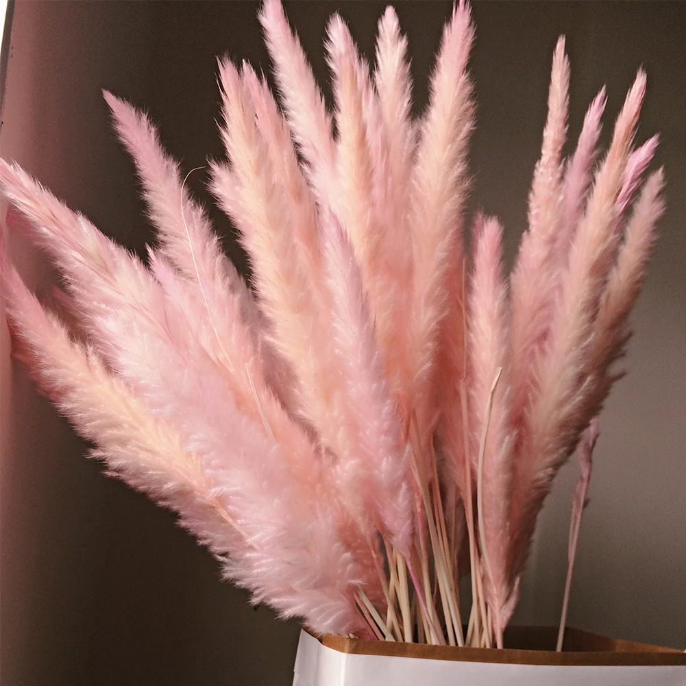 

15pcs Reed Natural Decoration Home Bunch Communis Dried Pampas Wedding Flower Bunch Bulrush Bouquets Flavorful Small Durable