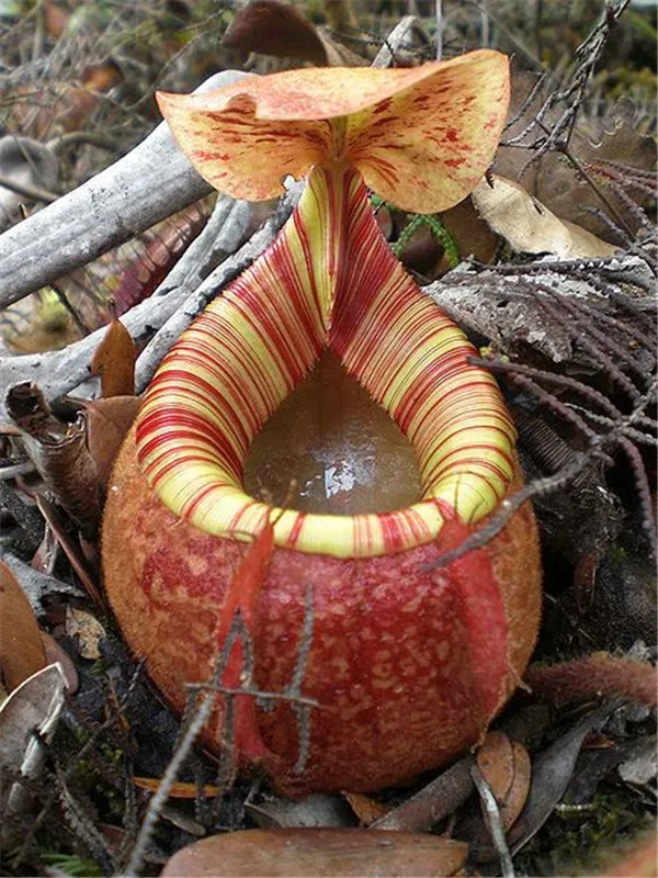 Многоразовые непентесы плотоядное растение бонсай в горшках Dionaea muscipola гигантский зажим Венера Flytrap растение для сада 100 шт./лот