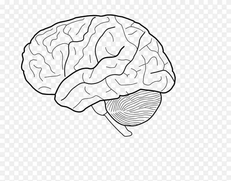 人脑着色本解剖着色手册生理学着色书 大脑png图片素材免费下载 图片编号 Png素材网