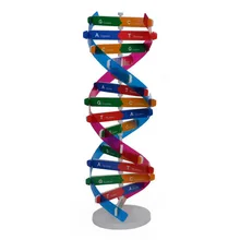 Najlepsza sprzedaż DIY ludzkie geny modele DNA podwójna helisa nauka popularyzacja pomoce nauczycielskie nauka narzędzia nauka edukacja zabawka tanie i dobre opinie LAIMALA 25-36m CN (pochodzenie) Unisex Z tworzywa sztucznego 3D PUZZLE Other NH779373