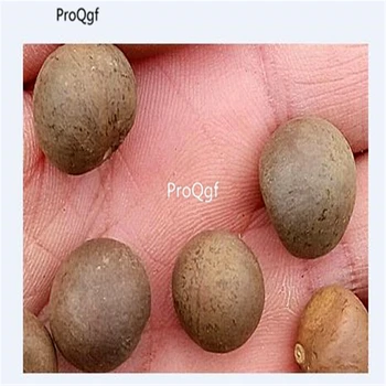 

Prodgf 200Pcs A Set Pu Erh Teea Tree