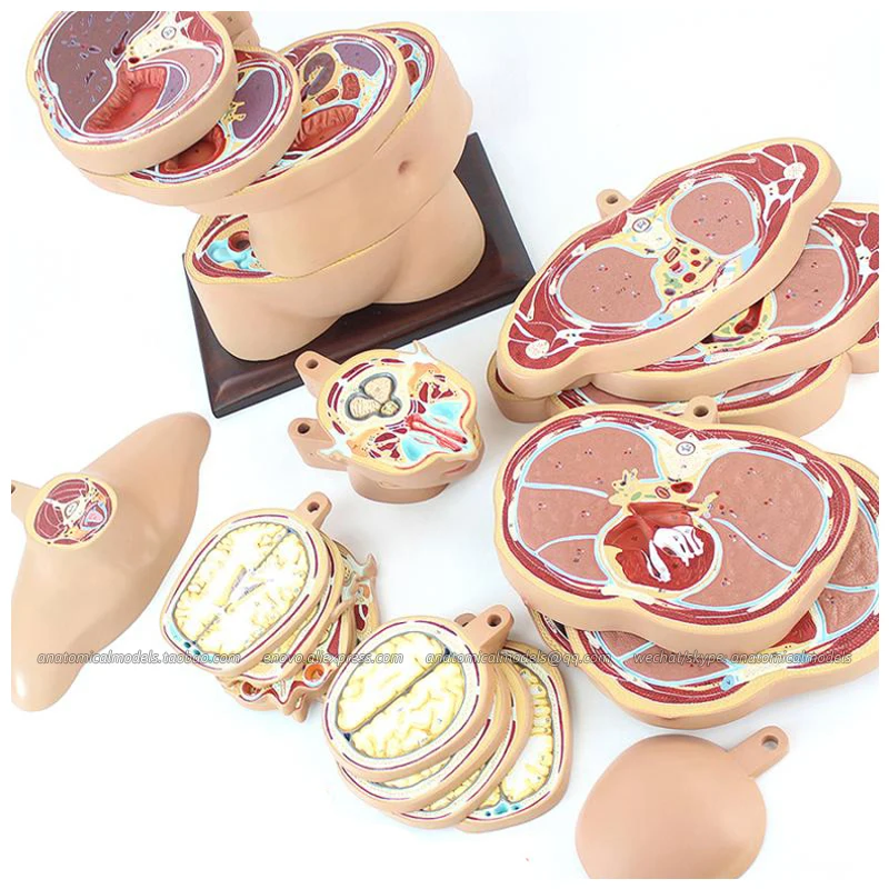 12398-1 Horizontal trunk transection 人体躯干水平横断 ENOVOMODEL