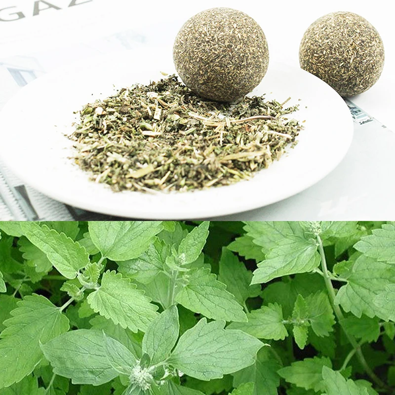 Pet Cat Natural Catnip Treat Ball Home Chasing Toys Healthy Edible Treating