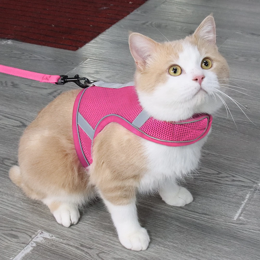 Kedi Gogus Tasmasi Kopek Gogus Tasmasi Kedi Beden Tasmasi Hep21 Kedi Gogus Tasmasi Kopek Gogus Tasmasi Kedi Beden Tasmasi Hep21