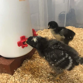 

EASY-12 Pack - Horizontal Side Mount Automatic Poultry Nipples - Clean Drinker Waterer For Chicken Or Quail