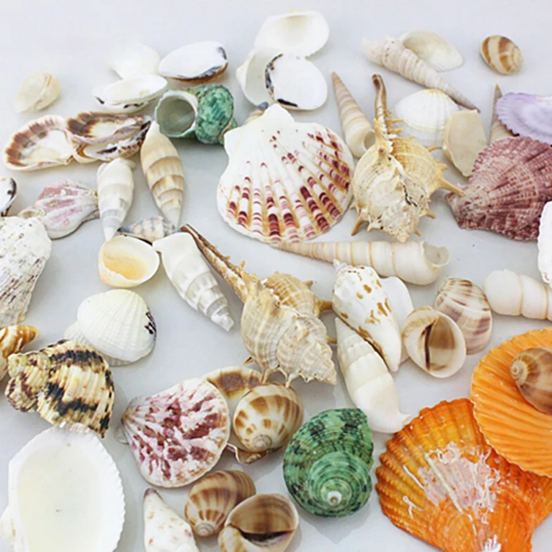 Natural Scallop Sea Shells, ornamento roxo para aquário, presentes  infantis, decoração artesanal, decoração de casa, DIY, 8-9cm, 4pcs -  AliExpress