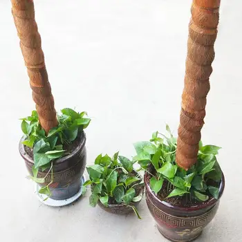 

Coir Rod for Epipremnum aureum Coir Totem Pole Coir Rod Plant Support for Indoors Vines Climbing Plants #4O