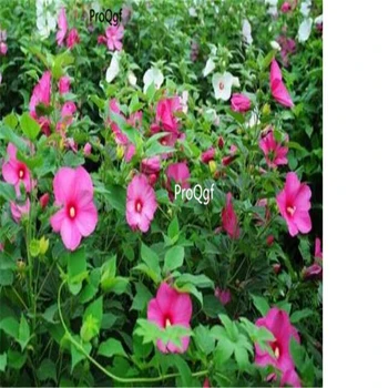 

Ngryise 3000Pcs A Set Hibiscus grandiflorus