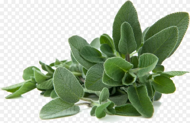 普通鼠尾草科叶紫檀属草本植物 鼠尾草png图片素材免费下载 图片编号 Png素材网