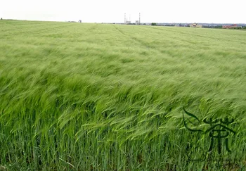 

Hordeum Vulgare Barley Grain Da-Mai