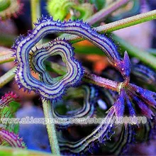 50 шт. Редкие растения, гусеницы фасоли цветение, открытый Многолетние растения, бонсай цветок Планте для DIY дома и сада