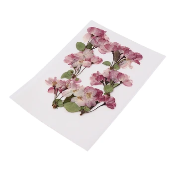 

6Pcs Dried Pressed Flower Leaf Plants For Photo Frame Phone Case Decorations