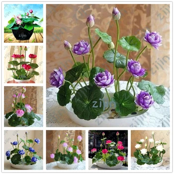 

100Pcs Plant Mask Fragrant Lotus Essence Essence Masks AR-012