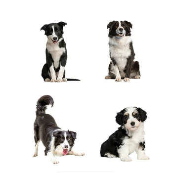 

Dawasaru Border Collie Dog Car Sticker Waterproof Cover Scratch Decal Laptop Truck Motorcycle Auto Accessories PVC,19cm*15cm