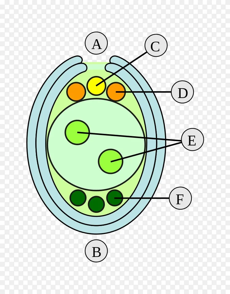 胚珠双受精胚大孢子配子体胚png图片素材免费下载 图片编号 Png素材网