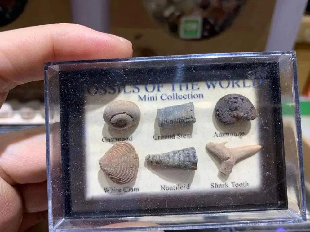 Gastropod/crinoid stem/аммонит/белый моллюск/Nautiloid/акулий зуб камень бусины для геологии для коллектора