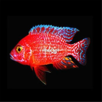 

Ngryise 2Pcs A Set Aulonocara Firefish