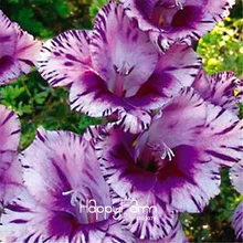 Горячая Распродажа! Редкие полосатые Gladiolus бонсай сад и терраса садовые растения цветы Орхидея Флорес Gladiolus гандавенсис 100 шт,# TRFA