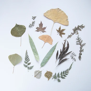 

Dried Tree Plants For Aromatherapy Candle Epoxy Resin Pendant Necklace Jewelry DIY Making Craft Accessories