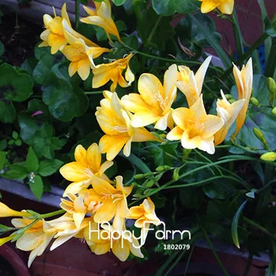4 Бонсай Freesias великолепный сад красочные ароматные Цветочные растения Орхидея Флорес идеальные Цветочные Планты 100 Плант/упаковка - Цвет: 4